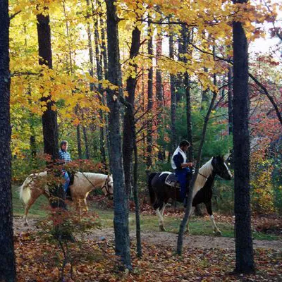 a group of cattle in a wooded area