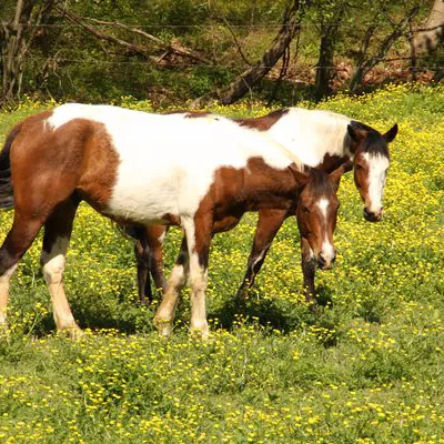 a brown horse standing on top of a lush green field