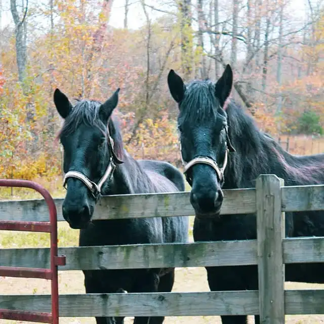 a horse standing on top of a wooden fence
