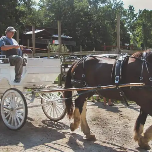 a man riding a horse drawn carriage