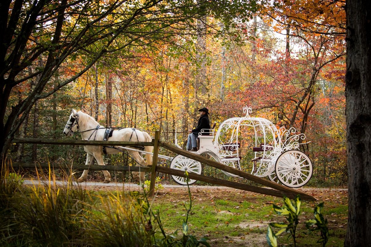 Event Carriages in Dahlonega Dahlonega Carriage & Horse Rides