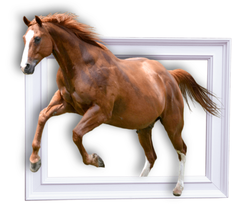Horse a horse standing in front of a window